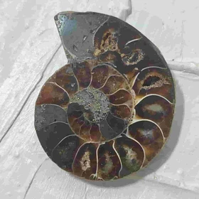 فسیل آمونیت طبیعی اصل کد 14