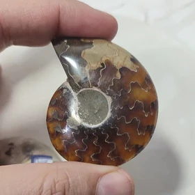 جفت فسیل آمونیت اصل سایز بزرگ کد4