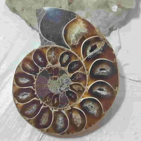 فسیل آمونیت طبیعی اصل کد 11