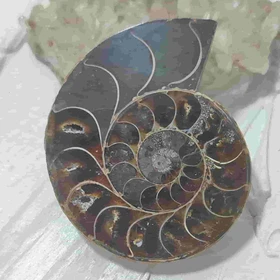 فسیل آمونیت طبیعی اصل کد 12