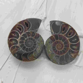 جفت فسیل آمونیت طبیعی اصل کد 16