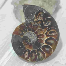 فسیل آمونیت طبیعی اصل کد 14