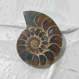 گردنبند نقره با فسیل آمونیت طبیعی اصل کد 62 (بدون زنجیر)