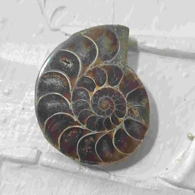 گردنبند نقره با فسیل آمونیت طبیعی اصل کد 63 (بدون زنجیر)