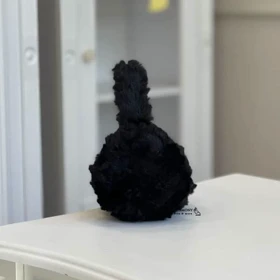 گوشگیر زمستانه تدی