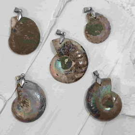 پک 5 عددی فسیل آمونیت طبیعی اصل کد2