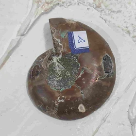 فسیل آمونیت اصل سایز بزرگ کد5