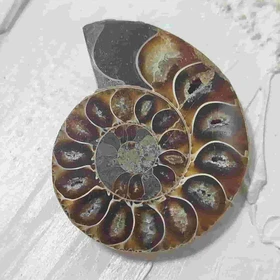 فسیل آمونیت طبیعی اصل کد 11