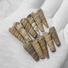عرج سواحلی