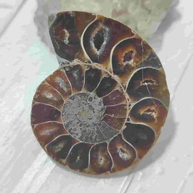 فسیل آمونیت طبیعی اصل کد 15