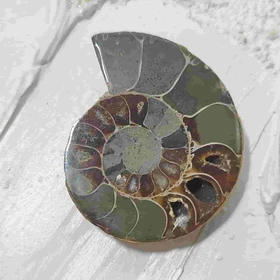 فسیل آمونیت طبیعی اصل کد7