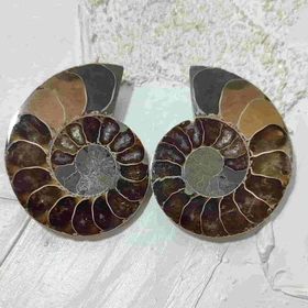جفت فسیل آمونیت اصل سایز بزرگ کد4