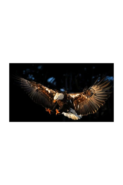 تیشرت سایز بزرگ مردانه lifeguard