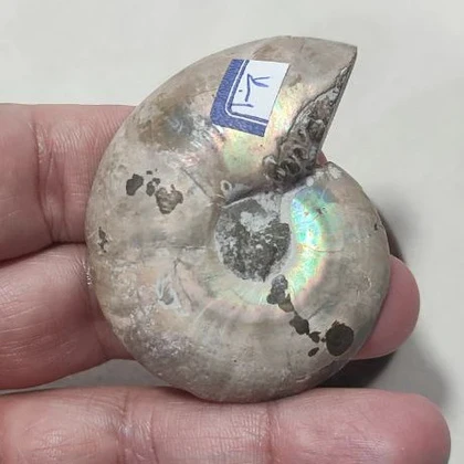 جفت فسیل آمونیت اصل سایز بزرگ کد4