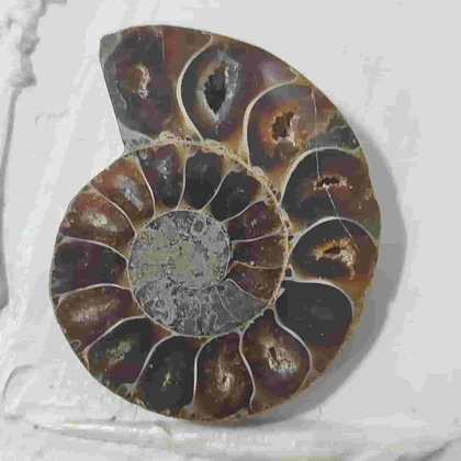 فسیل آمونیت طبیعی اصل کد 15