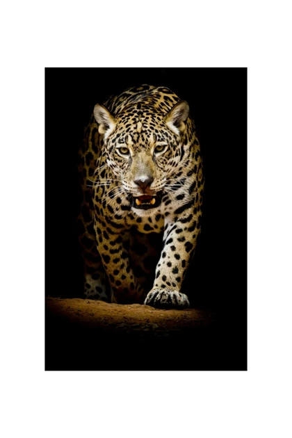 تیشرت سایز بزرگ مردانه لایف گارد lifeguard