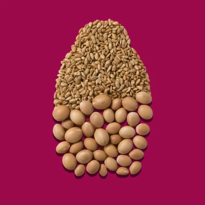 شامپو نرم کننده و درخشان کننده مو او جی ایکس, مدل Keratin Oil مناسب انواع مو به ویژه آسیب‌دیده و ضعیف حجم 385ml