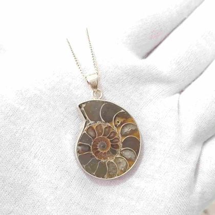 فسیل آمونیت طبیعی اصل کد 61