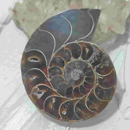 فسیل آمونیت طبیعی اصل کد 12