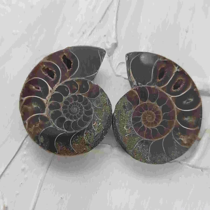 جفت فسیل آمونیت طبیعی اصل کد 16