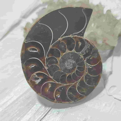 فسیل آمونیت طبیعی اصل کد 12