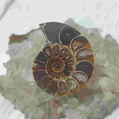 فسیل آمونیت طبیعی اصل کد 61