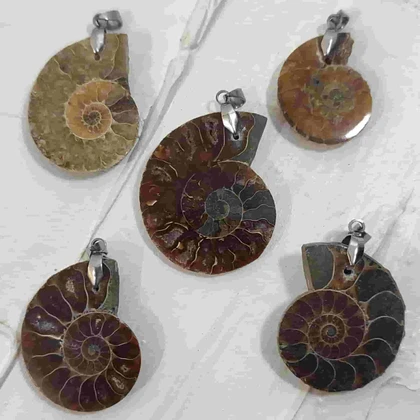 پک 5 عددی فسیل آمونیت طبیعی اصل کد2