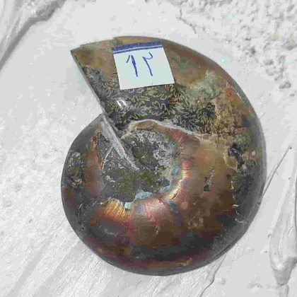 فسیل آمونیت طبیعی اصل کد 12