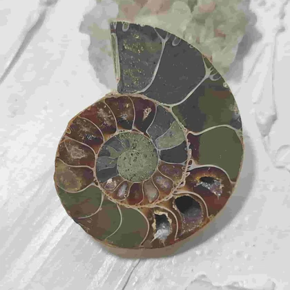 فسیل آمونیت طبیعی اصل کد7