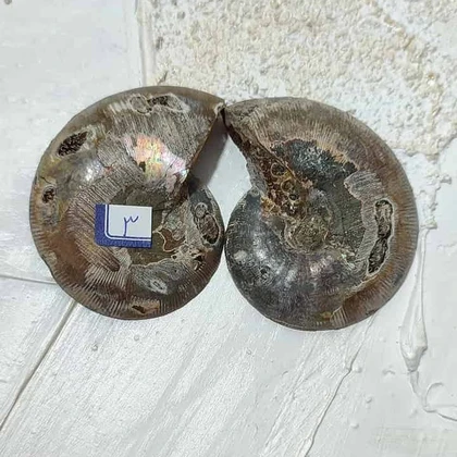 جفت فسیل آمونیت اصل سایز بزرگ کد3