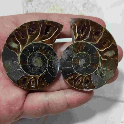جفت فسیل آمونیت اصل سایز بزرگ کد3