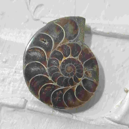 گردنبند نقره با فسیل آمونیت طبیعی اصل کد 63 (بدون زنجیر)