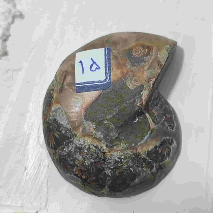 فسیل آمونیت طبیعی اصل کد 15