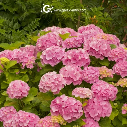 دستبند گل هیدرانژیا