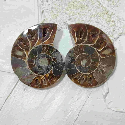 جفت فسیل آمونیت اصل سایز بزرگ کد3