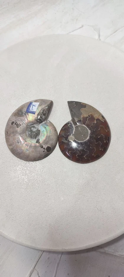 جفت فسیل آمونیت اصل سایز بزرگ کد4