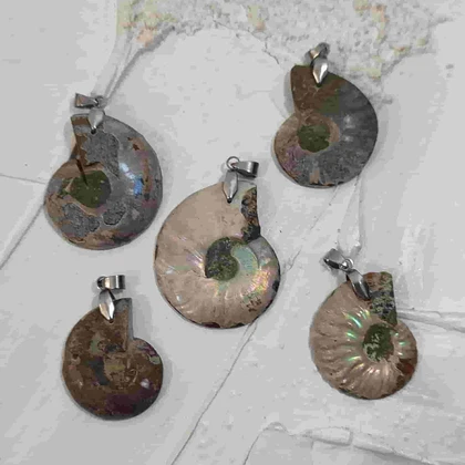 پک 5 عددی فسیل آمونیت طبیعی اصل کد1