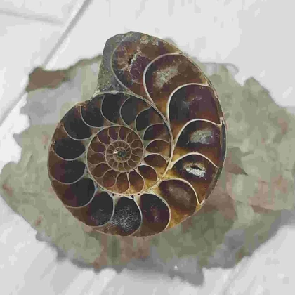 فسیل آمونیت طبیعی اصل کد 64