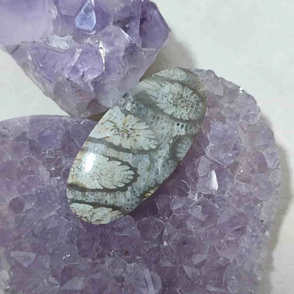 سنگ مرجان فسیلی اصل کد15