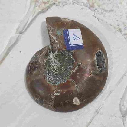 فسیل آمونیت اصل سایز بزرگ کد5