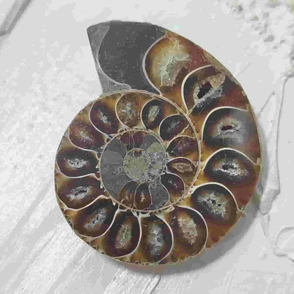 فسیل آمونیت طبیعی اصل کد 11