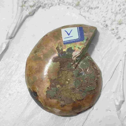 فسیل آمونیت طبیعی اصل کد7