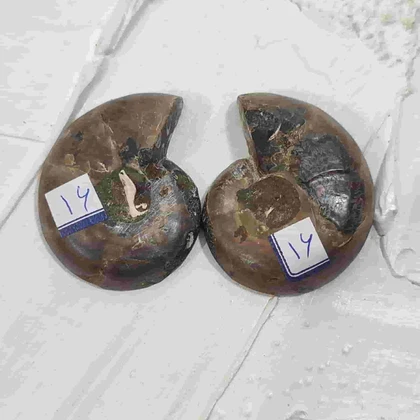 جفت فسیل آمونیت طبیعی اصل کد 16