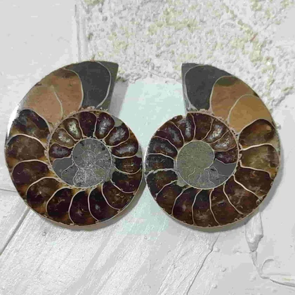 جفت فسیل آمونیت اصل سایز بزرگ کد4